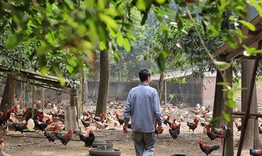 Mô hình gà thả vườn của ông Phạm Văn Dỹ mỗi năm thu lãi hàng trăm triệu đồng. Ảnh: Lan Nhi.