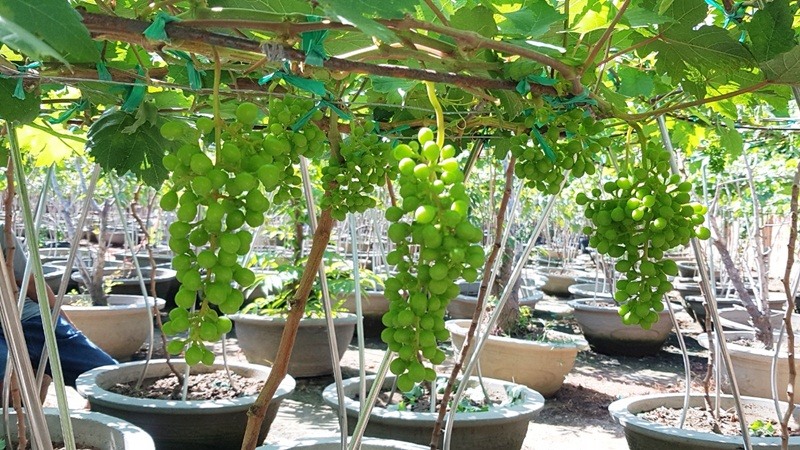 Vườn nho cảnh HTX A8 Phước Thuận Ninh Thuận, ảnh: Kim Đồng