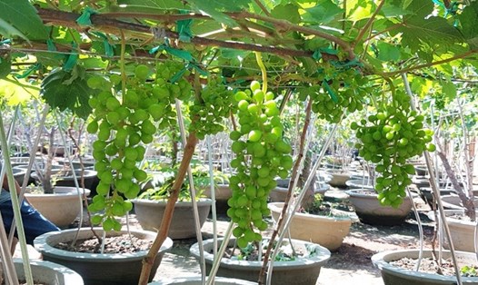 Vườn nho cảnh HTX A8 Phước Thuận Ninh Thuận, ảnh: Kim Đồng