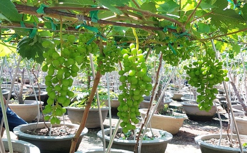 Vườn nho cảnh HTX A8 Phước Thuận Ninh Thuận, ảnh: Kim Đồng