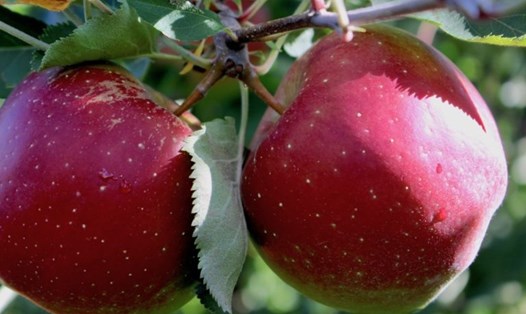 Ăn 2 quả táo mỗi ngày giúp giảm cholesterol xấu. Ảnh: Getty Images