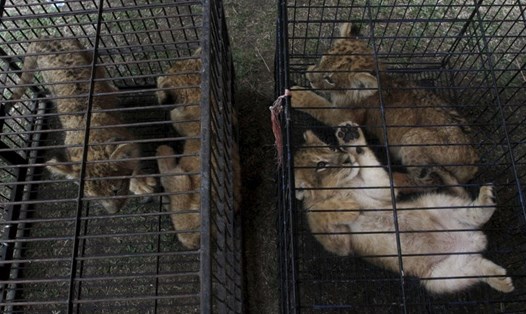 Cảnh sát Indonesia tịch thu báo hoa mai và sư tử con. Ảnh: AP