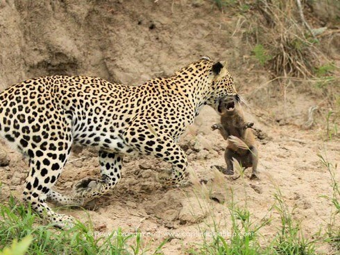 Việt Nam vẫn còn báo hoa mai trong tự nhiên?