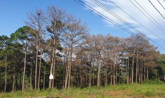 Hàng nghìn ha rừng thông tại Đắk Nông bị đầu độc để lấy đất sản xuất. Ảnh: HL