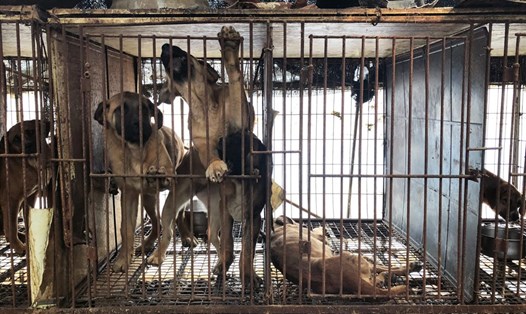 Ngành công nghiệp thịt chó ở Hàn Quốc có thể sắp kết thúc. Ảnh: USA Today