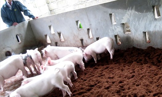 Chăn nuôi lợn an toàn là giải pháp tiên quyết để phòng, chống dịch tả lợn Châu Phi. Ảnh: Theo lamnong.net