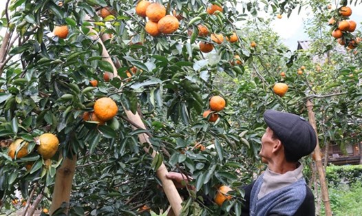 Cam sành Hà Giang được tập trung trồng tại các huyện Bắc Quang, Quang Bình và Vị Xuyên.Ảnh: Theo Báo Hà Giang