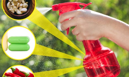 Phun hỗn hợp nước ớt, tỏi và xà phòng có thể đuổi muỗi hiệu quả. Ảnh: depositphotos.com