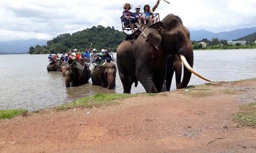 Nhiều năm qua, voi chủ yếu được người dân các tỉnh Tây Nguyên khai thác để làm du lịch. Ảnh: P.V