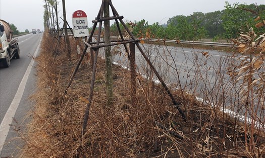 Hiện tượng cỏ, cây xanh chết bắt đầu từ điểm vào Quốc lộ 18 gần sân bay Nội Bài (Hà Nội) đến Khu công nghiệp Yên Phong, Bắc Ninh, kéo dài hàng chục km. Ảnh: TG.