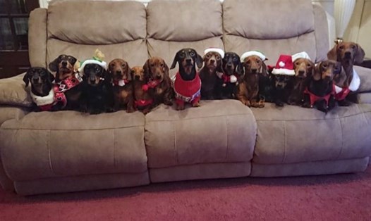 17 chú chó trong trang phục Giáng sinh. Ảnh: Caters News