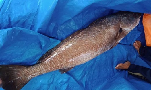 Ngư dân Quảng Nam câu được cá sủ vàng quý hiếm nặng 10kg Ảnh: T.C