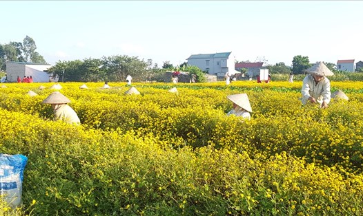 Vườn cúc tiến vua rộng gần 2ha của gia đình chị Diễm đang vào chính vụ nên hoa nở vàng rực cả một góc trời. Ảnh: NT