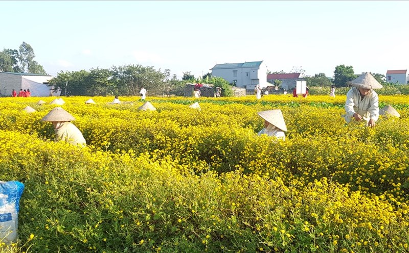 Vườn cúc tiến vua rộng gần 2ha của gia đình chị Diễm đang vào chính vụ nên hoa nở vàng rực cả một góc trời. Ảnh: NT