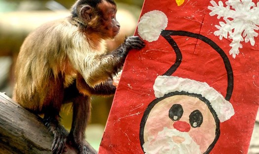Một con khỉ đang mở hộp quà Giáng sinh trong vườn thú ở Cali. Ảnh: AFP
