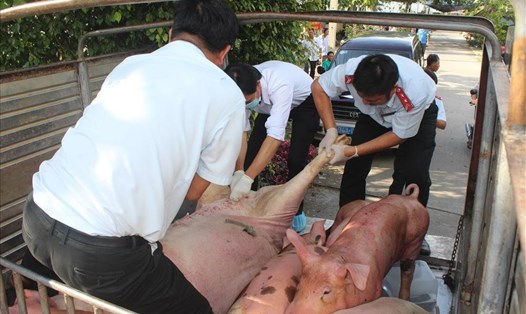 Kiểm tra vận chuyển lợn không qua kiểm dịch tại Bạc Liêu. Ảnh: Nhật Hồ