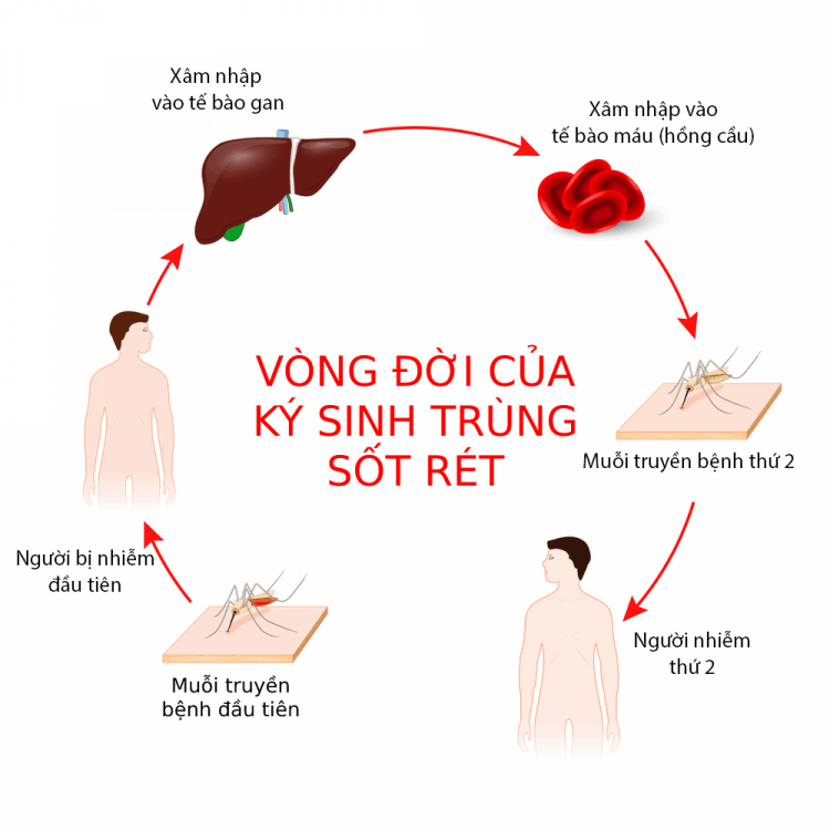 Vòng đời của ký sinh trùng sốt rét.