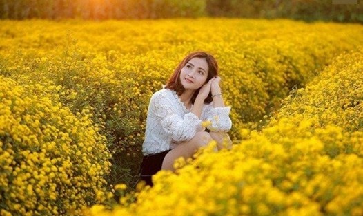 Vườn cúc chi vàng rực ngày đông.