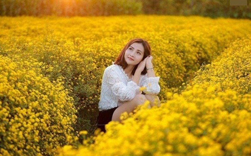 Vườn cúc chi vàng rực ngày đông.