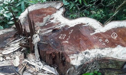 Những thân gỗ lớn bị lâm tặc chặt phá trên địa bàn huyện Bá Thước.