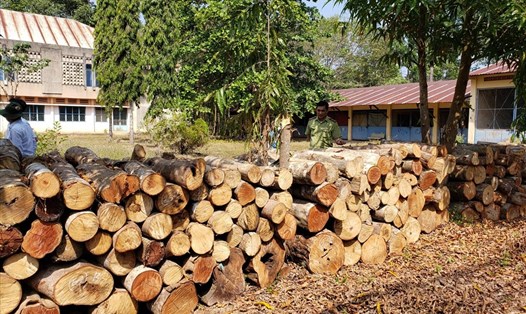 Số lượng cây gỗ bị chặt hạ đang bị lực lượng kiểm lâm thu giữ, mặc dù lý do ban đầu chỉ là dọn cây bụi, dây leo. Ảnh: HAC