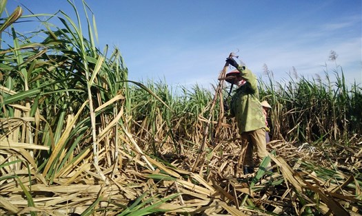 Nông dân khó sống với nghề trồng mía khi các doanh nghiệp sản xuất đường mía Việt Nam bị đường ngoại nhập cạnh tranh. (Ảnh minh họa)
