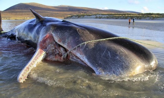 Con cá voi đực 10 tuổi chứa 99 kg rác bên trong bụng ở Scotland. Ảnh: NYTIMES.