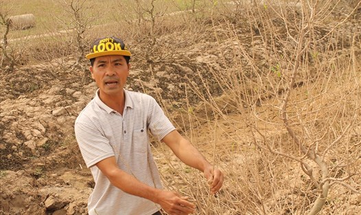 Ông Hoàng Văn Hợi, thôn Đức Phong, xã Đại Đồng xót xa trước vườn đào Tết có nguy cơ mất trắng. Ảnh Mai Dung