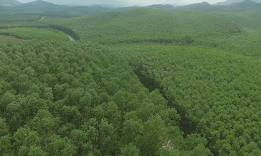 Đến nay, cả nước đã trồng được 197,51ha rừng tập trung. Ảnh: Hương Quỳnh