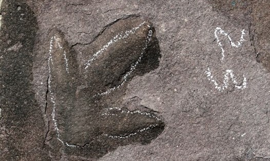Dấu chân khủng long khổng lồ được tìm thấy ở Trung Quốc. Ảnh: Global Times.
