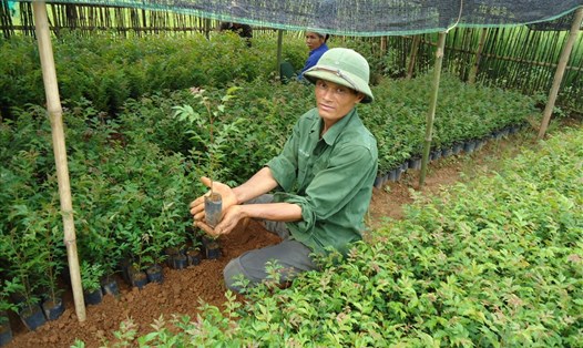 Bộ NNPTNT yêu cầu thực hiện Phong trào "Tết trồng cây đời đời nhớ ơn Bác" Tết Canh Tý 2020 hiệu quả, không phô trương. Ảnh: Q.Hương
