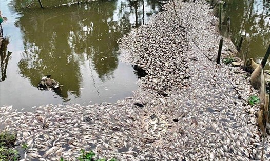 Cá chết nổi trắng trên sông Chanh đoạn chảy qua địa bàn 3 xã Khánh Hòa, Khánh Phú và Khánh An (huyện Yên Khánh) vào những ngày cuối tháng 10 đầu tháng 11.2019 vừa qua. Ảnh: NT