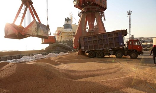 Công nhân vận chuyển đậu tương nhập khẩu từ Mỹ tại một cảng ở Trung Quốc. Ảnh: Reuters. 