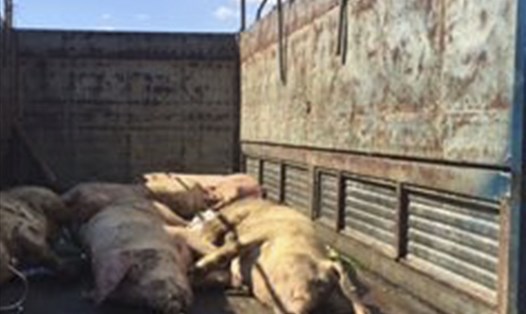 Ninh Thuận phát hiện đàn lợn mắc bệnh lở mồm long móng. (Ảnh của Chi cục trưởng Chi cục Chăn nuôi và Thú y tỉnh Ninh Thuận)