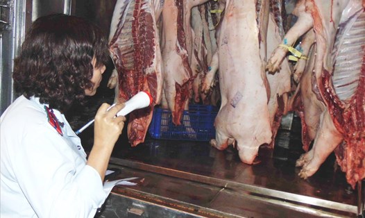 Nhân viên Ban Quản lý an toàn thực phẩm kiểm heo thịt heo từ các tỉnh đưa vào chợ đầu mối Hóc Môn, ảnh: T.NG