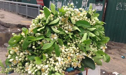Hoa bưởi đang được bán với giá cao tại Hà Nội. Ảnh: MN 