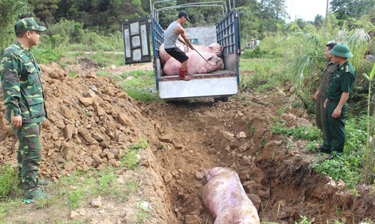 Cơ quan chức năng tiêu hủy lợn sống nhập lậu từ biên giới vào Việt Nam để phòng lây nhiễm dịch bệnh ASF, bảo vệ đàn lợn trong nước. Ảnh: PV