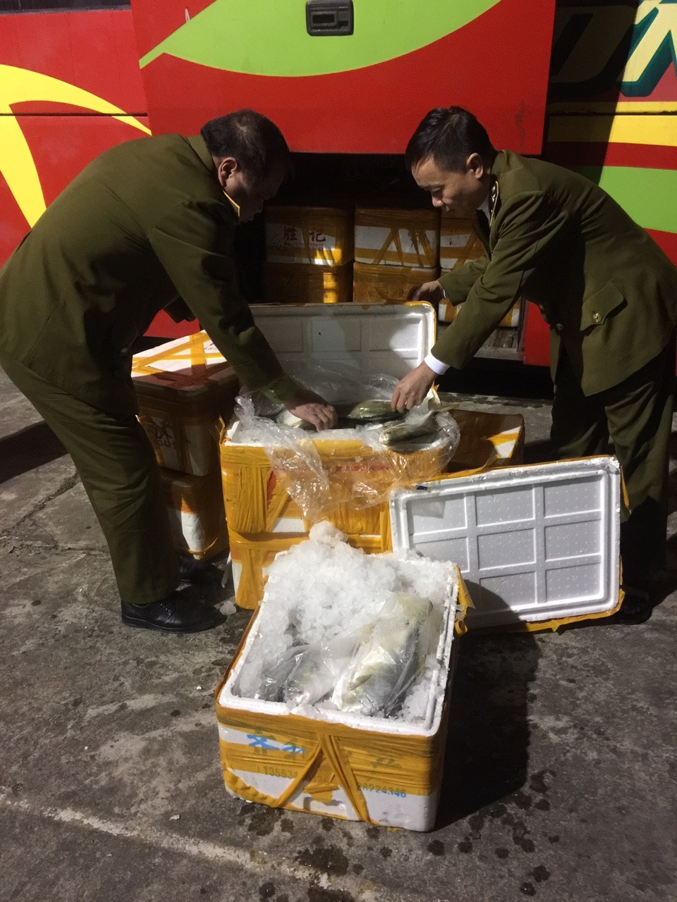 Gần 1 tấn cá chim trắng đông lạnh nhập lậu bị QLTT Quảng Ninh phát hiện và  xử lý đem tiêu hủy. Ảnh: T.N.D