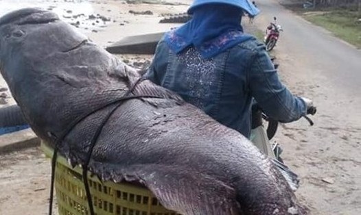 Con cá mú "có 1 không 2" được đánh bắt ở vùng biển Quảng Trị. Ảnh: Hoàng Phong.
