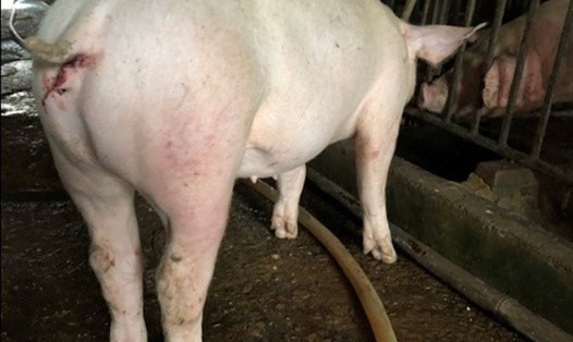 Lợn bị ASF có biểu hiện xuất huyết qua các lỗ tự nhiên trên thân thể như: Mũi, tai, mắt, hậu môn...