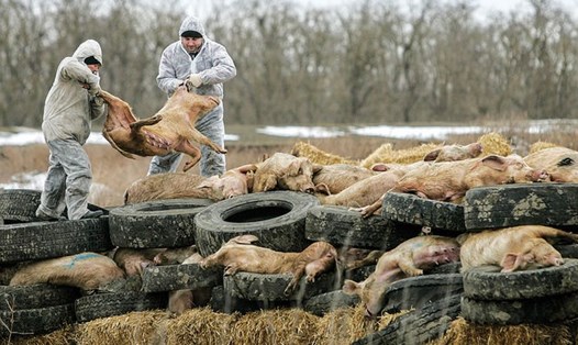 Các trang trại lợn ở Nga và các nơi khác đã loại bỏ toàn bộ đàn gia súc để ngăn chặn sự lây lan của dịch tả lợn châu Phi. Ảnh: EDUARD KORNIYENKO / REUTERS