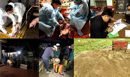 Cơ quan thú y tổ chức tiêu hủy lợn mắc ASF tại Hưng Yên. Ảnh: Cục Thú y