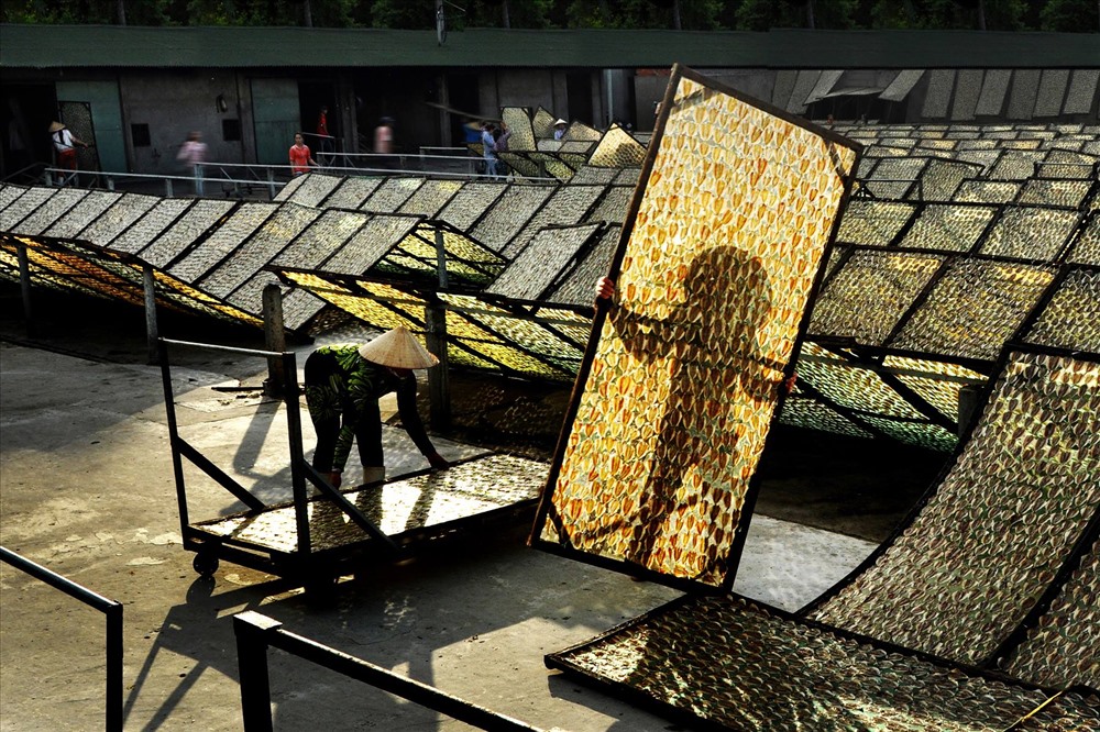 Khung cảnh nghề làm khô cá ngân chỉ tại TP. Rạch Giá, tỉnh Kiên Giang