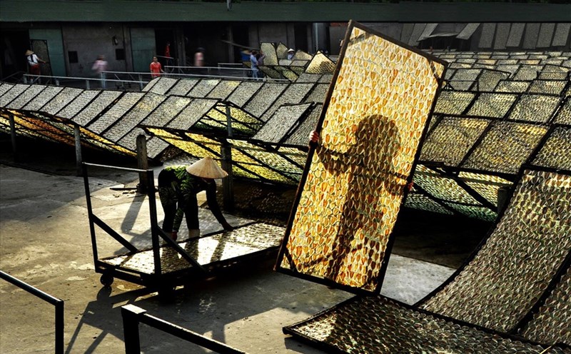 Khung cảnh nghề làm khô cá ngân chỉ tại TP. Rạch Giá, tỉnh Kiên Giang