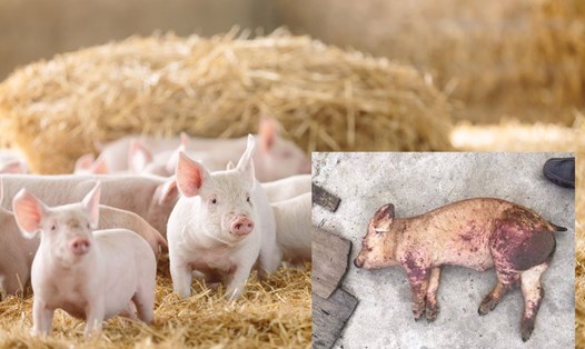 Biểu hiện sớm của lợn nhiễm ASF là lừ đừ, bỏ ăn, sốt, khi nặng xuất hiện máu tụ tím dưới da, trong nội tạng. Ảnh: Học viện Nông nghiệp VN, Aussie Pig Farmers.