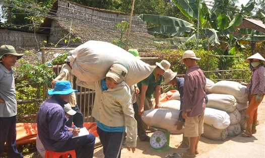 Hoạt động thu mua lúa gạo ở ĐBSCL