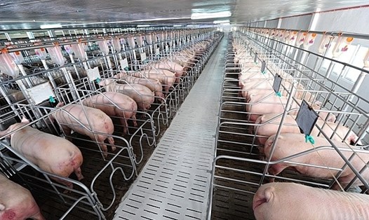 Chăn nuôi lợn công nghệ sinh học là giải pháp an toàn để phòng, tránh dịch tả lợn châu Phi. Ảnh: PV