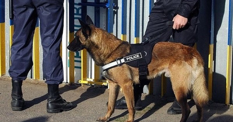 Sức mạnh của đội cảnh khuyển hộ tống Tổng thống Mỹ khi công du