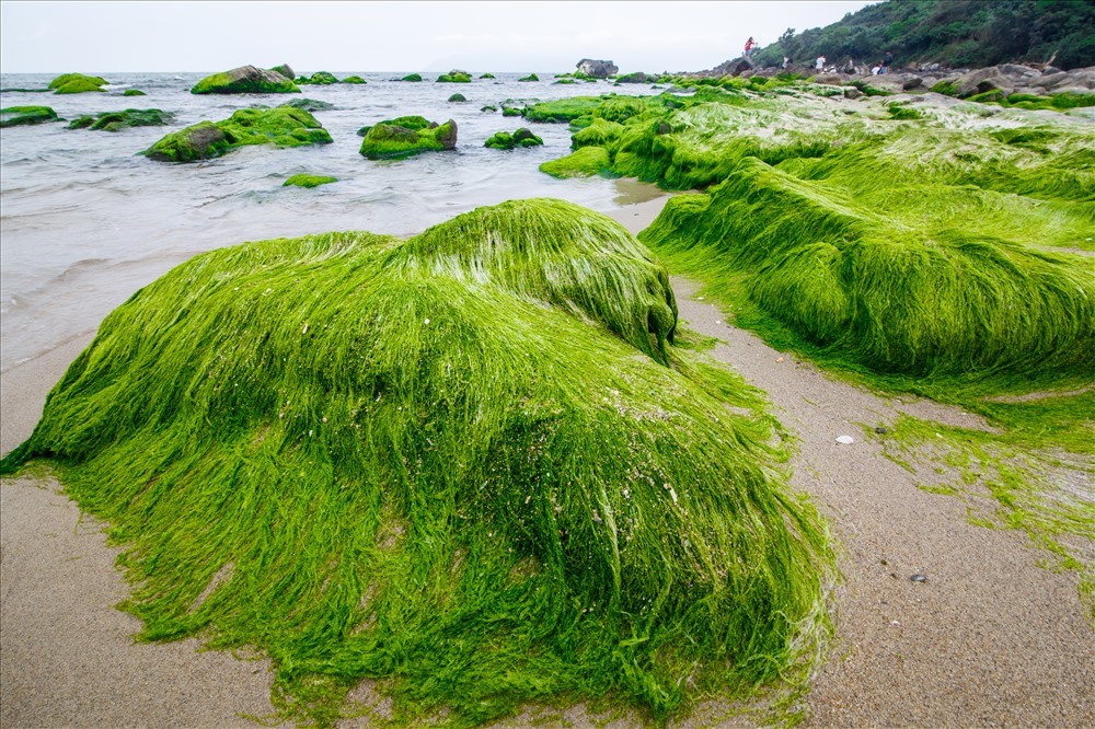 Rêu xanh mướt phủ kín bãi đá rạn Nam Ô. Ảnh: Lao động Online