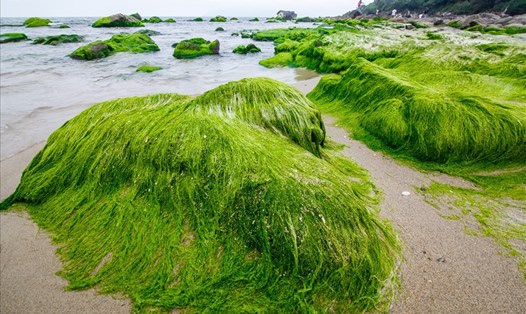 Rêu xanh mướt phủ kín bãi đá rạn Nam Ô. Ảnh: Lao động Online